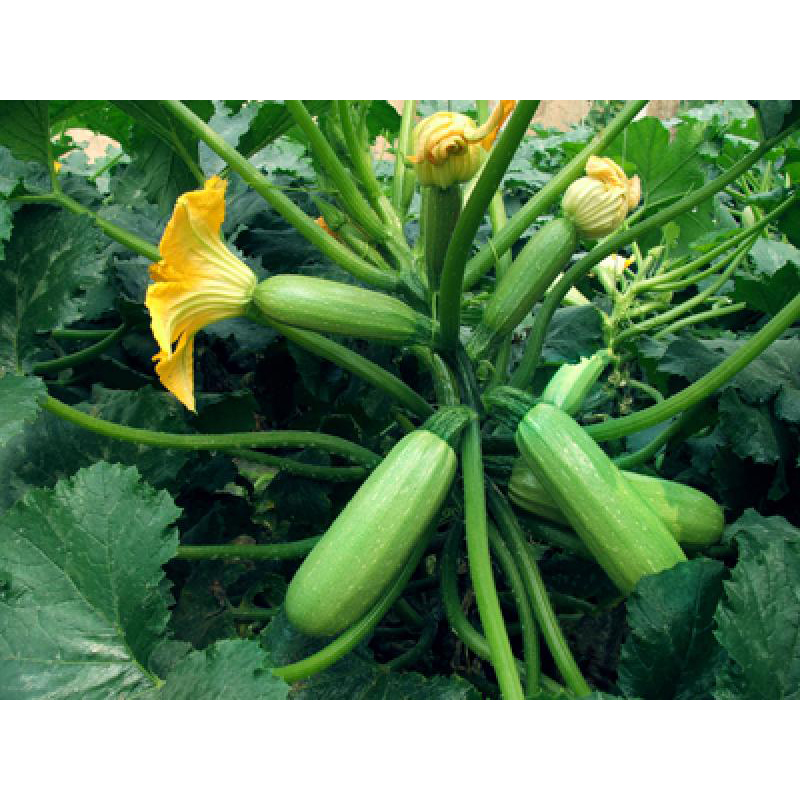 民汇园 新青一代西葫芦法国青西葫芦瓠瓜小南瓜早熟杂交品种亩产万斤