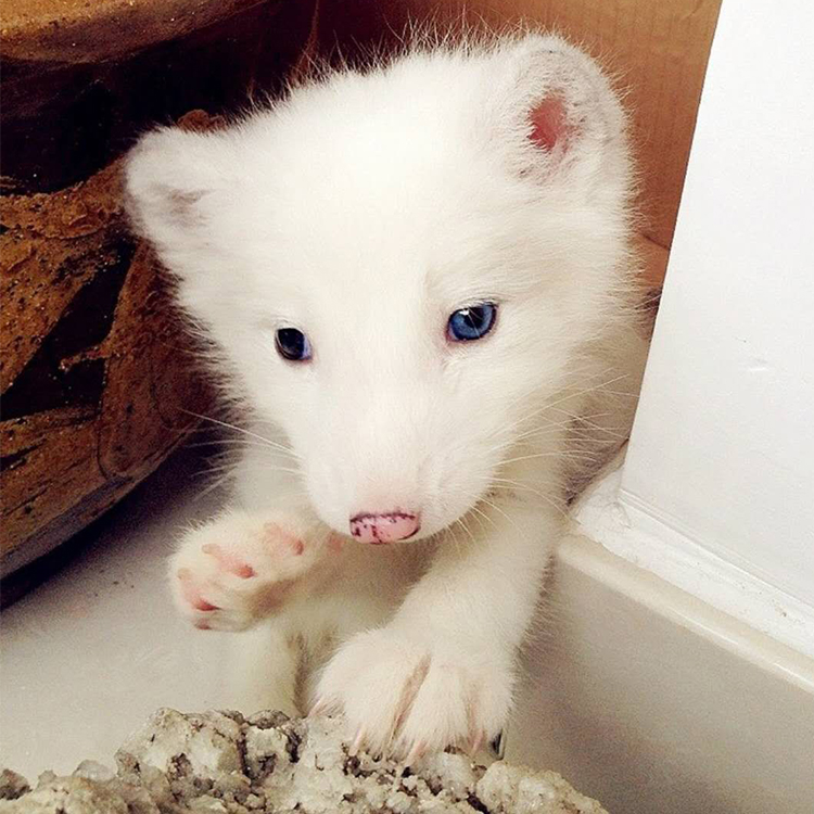 double yellow狐狸活体 宠物狐狸活物幼崽白狐 白狐幼崽