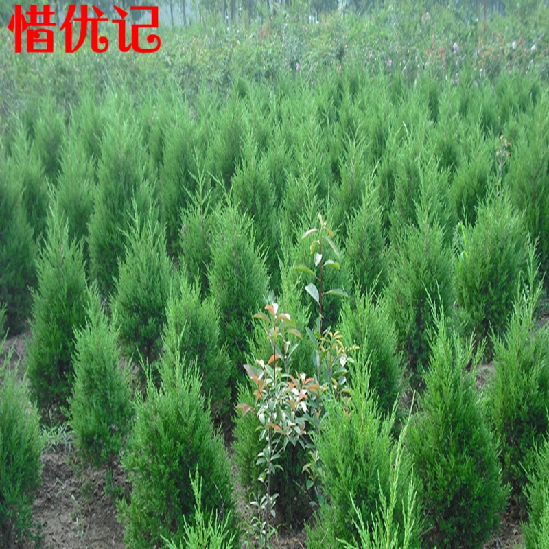惜优记清明柏树苗 墓地松 松树苗扫墓树苗 松柏侧柏扁柏桧柏 龙柏宝塔