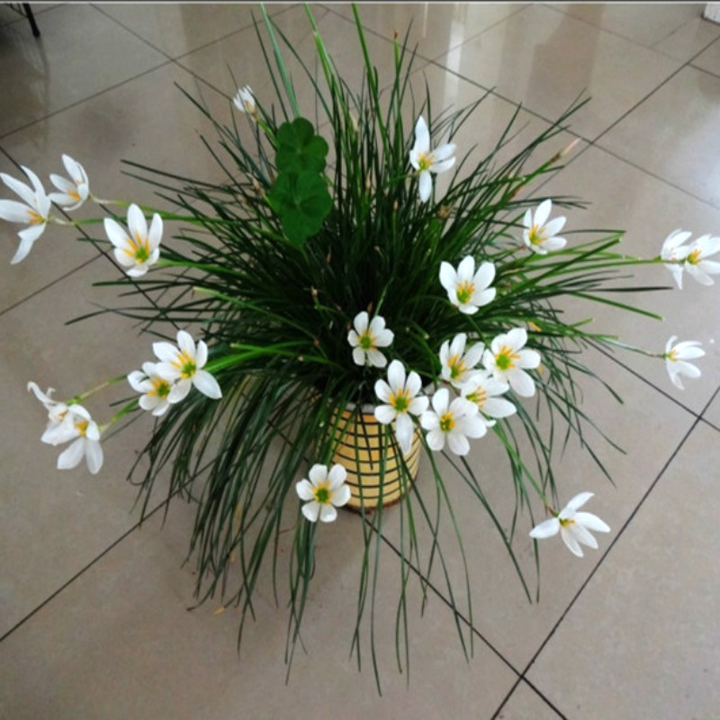 春草碧 风雨兰花苗葱兰花苗葱兰花种球根植物韭兰风雨兰花卉盆栽办公