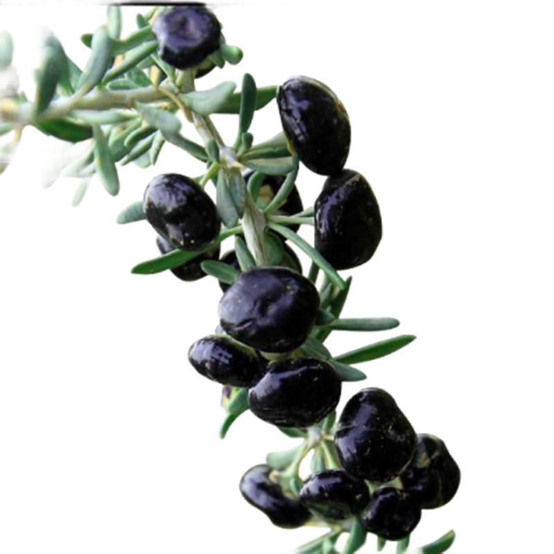 意轩品牌苗木价格走势和用户评价|苗木历史价格查询工具