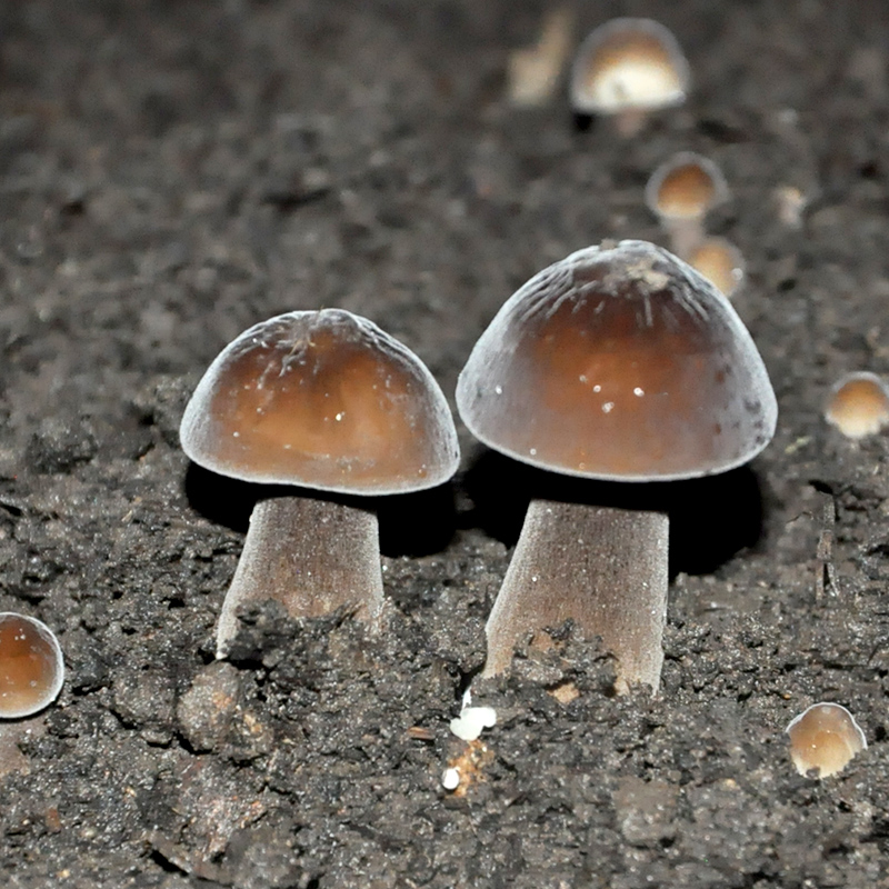 菇婆婆 黑皮鸡枞菌蘑菇包阳台趣味食用菌家庭蘑菇种植蘑菇菌包 黑皮
