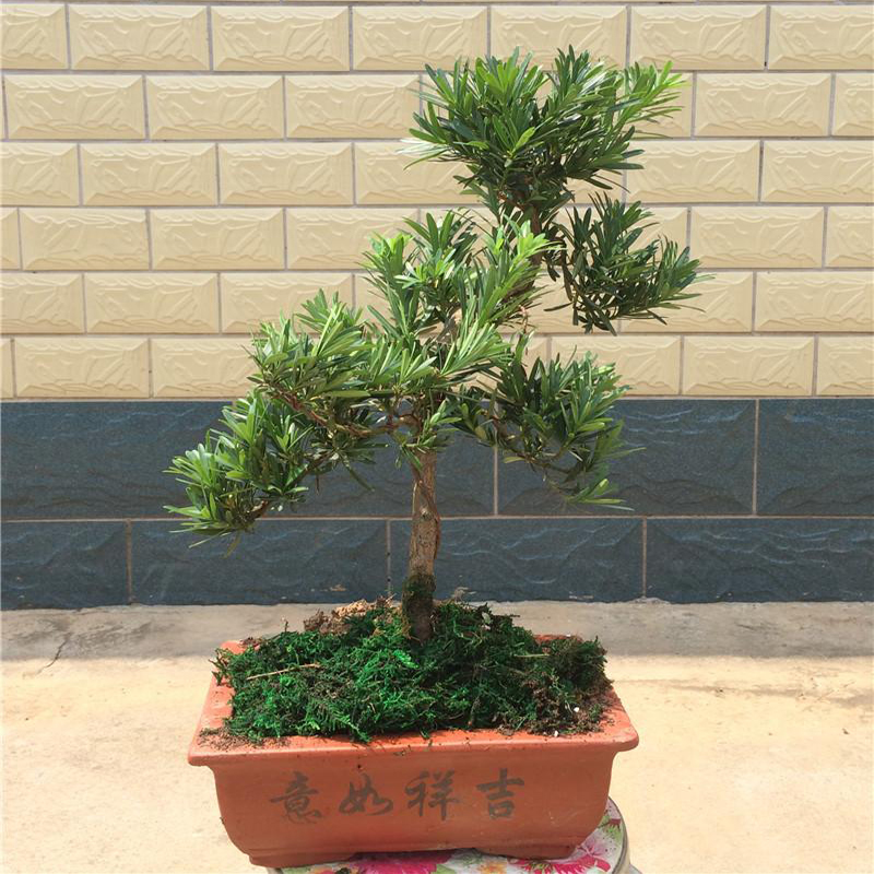 欧悟罗汉松盆景树桩花卉桌面盆栽庭院绿植造型松树微型盆景罗汉松造型盆景小盆栽罗汉松主图3