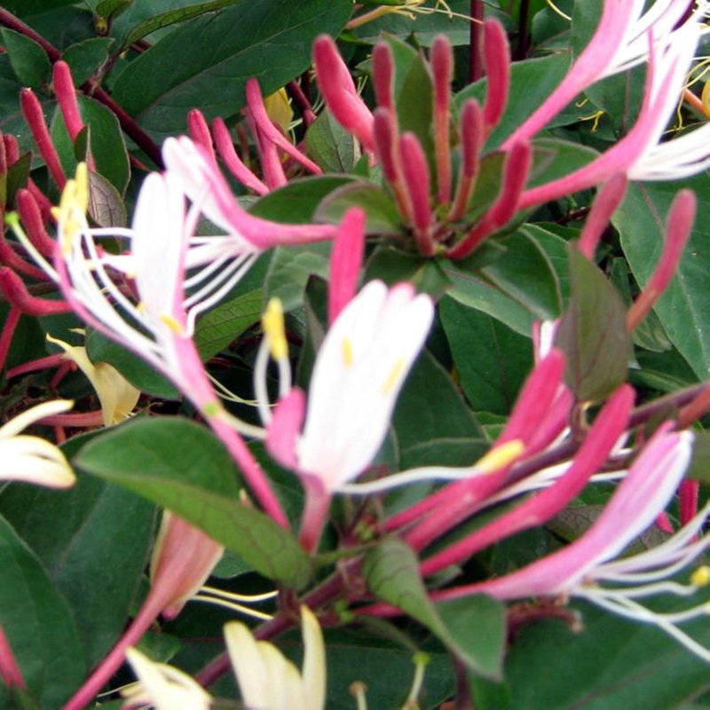 药用金银花苗 攀爬植物盆景形好 开花 花香而不腻泡茶 攀援花 三年苗