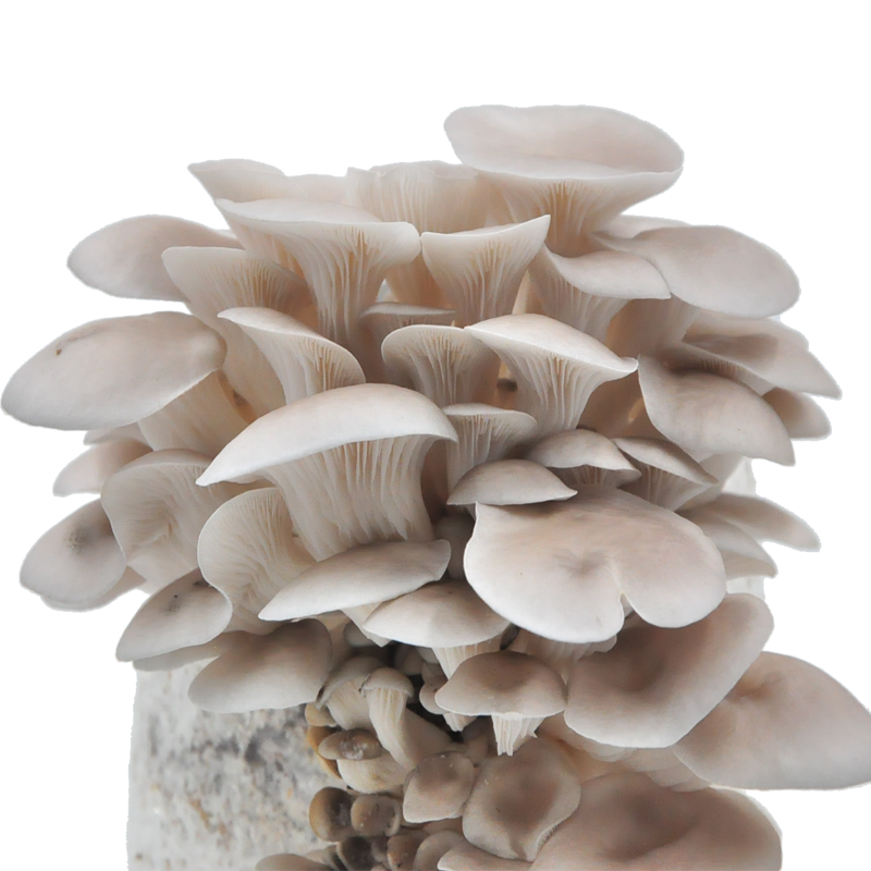 菇婆婆平菇蘑菇种植菌包菌棒盆栽食用菌种家庭趣味栽培阳台采新鲜的