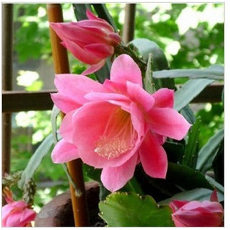 令箭荷花荷花令箭 孔雀仙人掌嫁接蟹爪兰昙花当年开花盆栽花卉 令箭