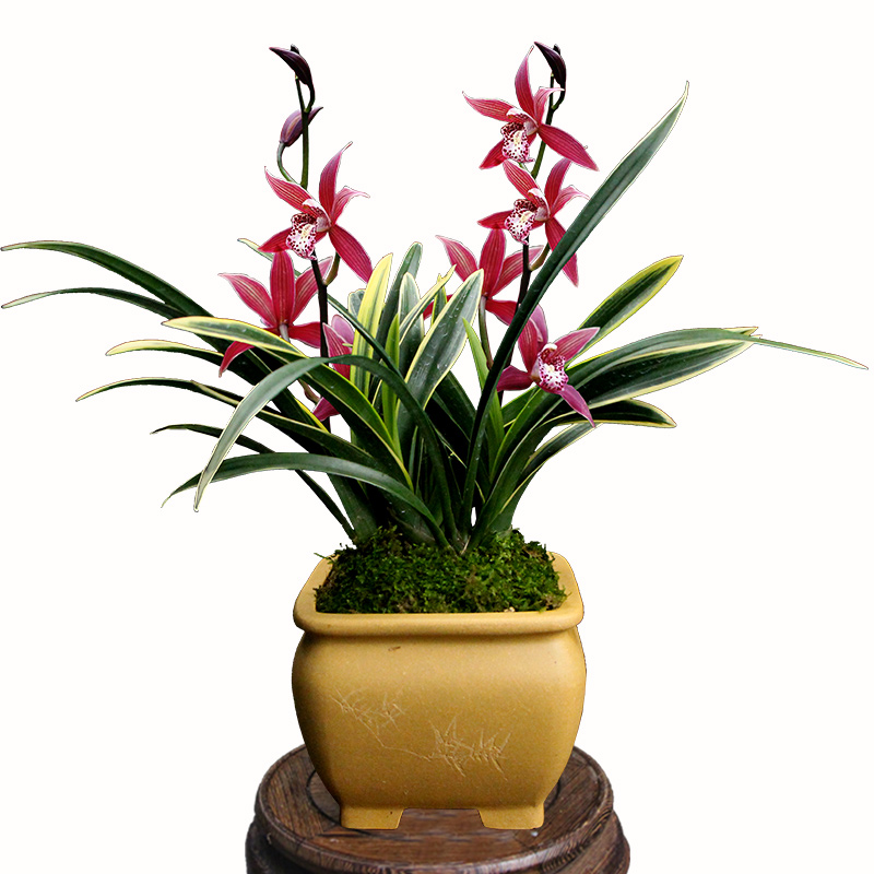 德芳兰业兰花苗 金边蕙兰 金龙冠 四季兰 红花 兰草花卉植物 盆栽