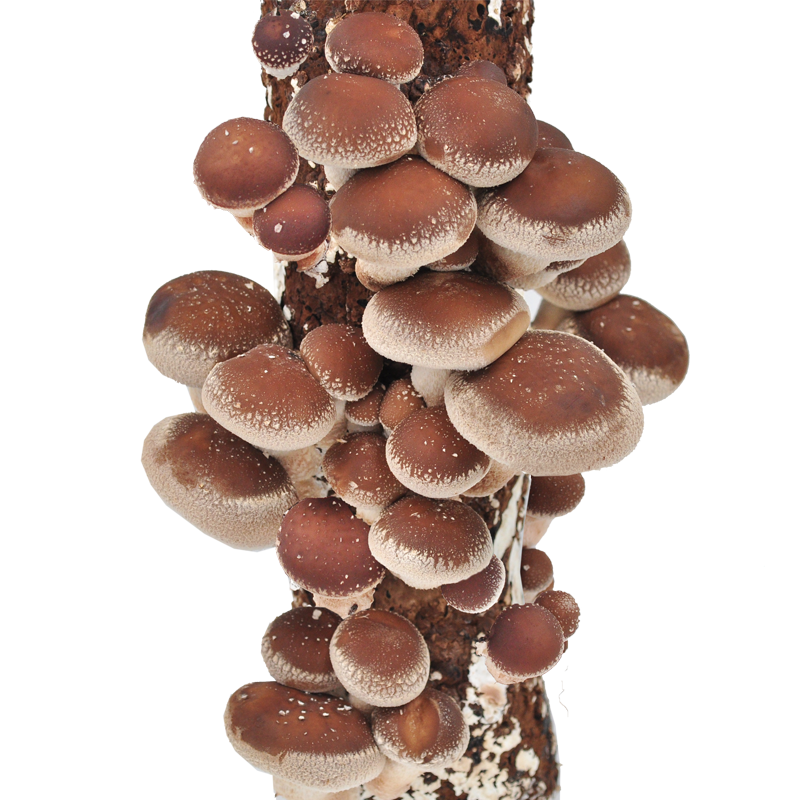 菇婆婆 香菇食用菌棒菌包蘑菇菌包冬菇花菇蘑菇家庭种植蘑菇菌包 香菇 袋装