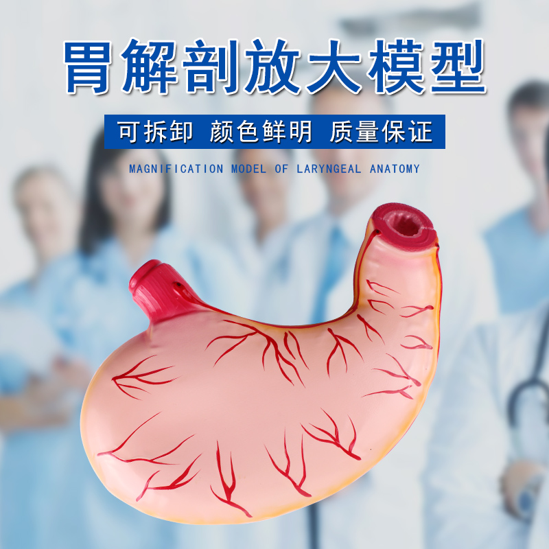 胃解剖模型 自然2倍放大胃部模型 人体器官生物医学教学内脏胃及剖面