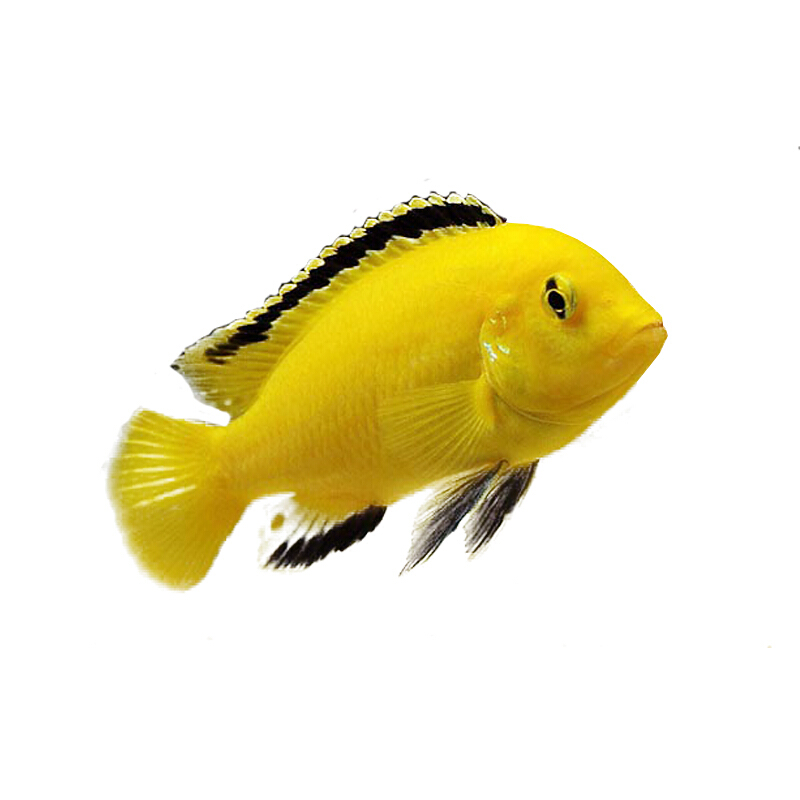 像海水鱼热带鱼活体小型淡水观赏鱼活体鲷鱼 非洲王子/1条3-4厘米左右