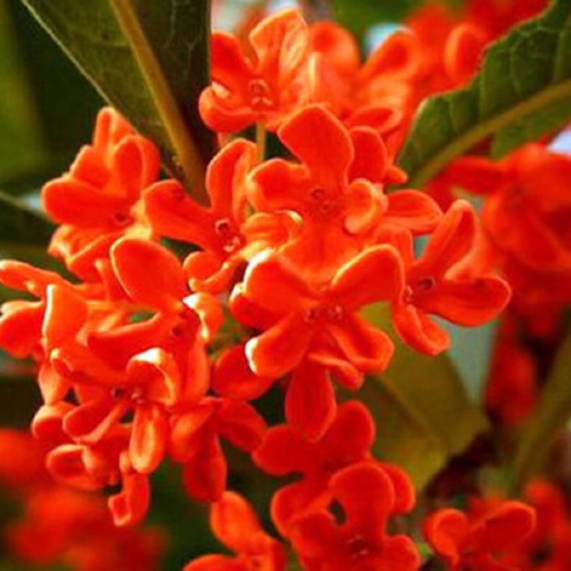 季金桂原生苗盆栽耐寒地栽浓香四季常青开花庭院花卉 血桂(血红色花)