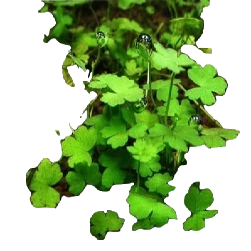 阿可喏斯水草种子系列：小对叶小牛毛鱼缸草坪种子造景套餐|查看水草用品商品历史价格的网站