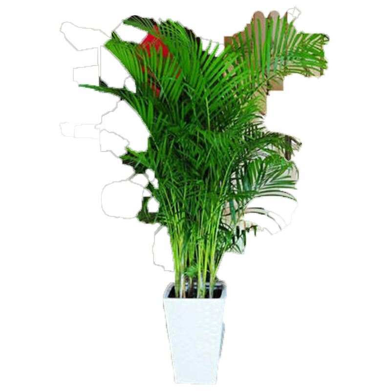 独家报告：最新价格走势揭秘！|大型绿植电商最低价查询方法