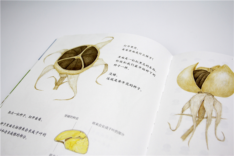 一粒种子的旅程（套装全三册：向日葵、牵牛花、蒲公英） （爱心树童书）详情图