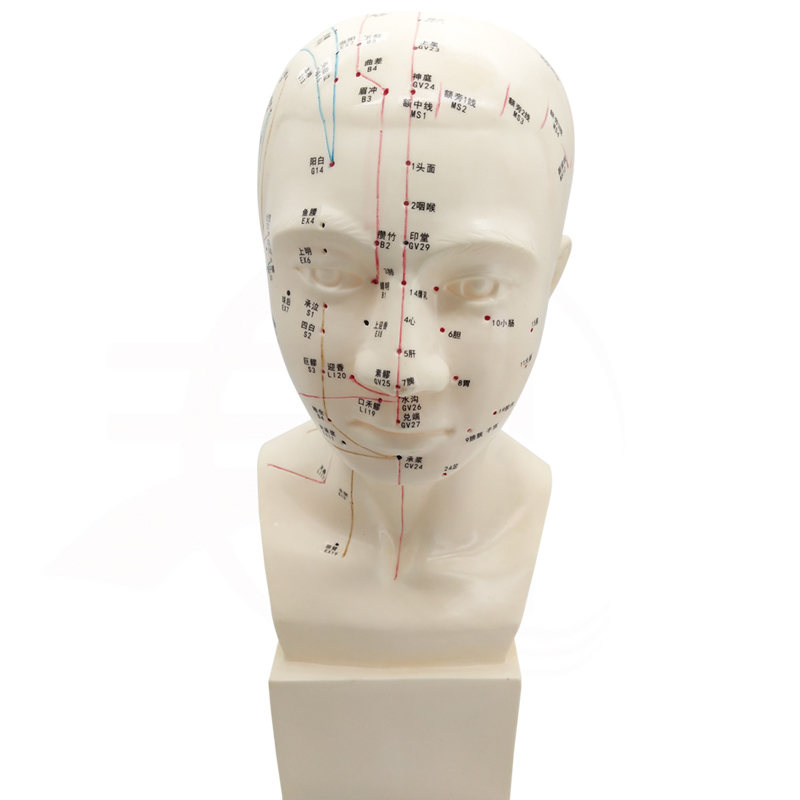丰帆 人体经络头模具 图头部 四功能针灸腧模型 中医用头部位模型人体