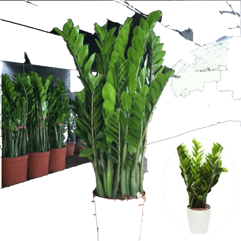 惊喜！亚招绿植盆栽价格比较与评测推荐|哪里可以看到京东绿植盆栽商品的历史价格