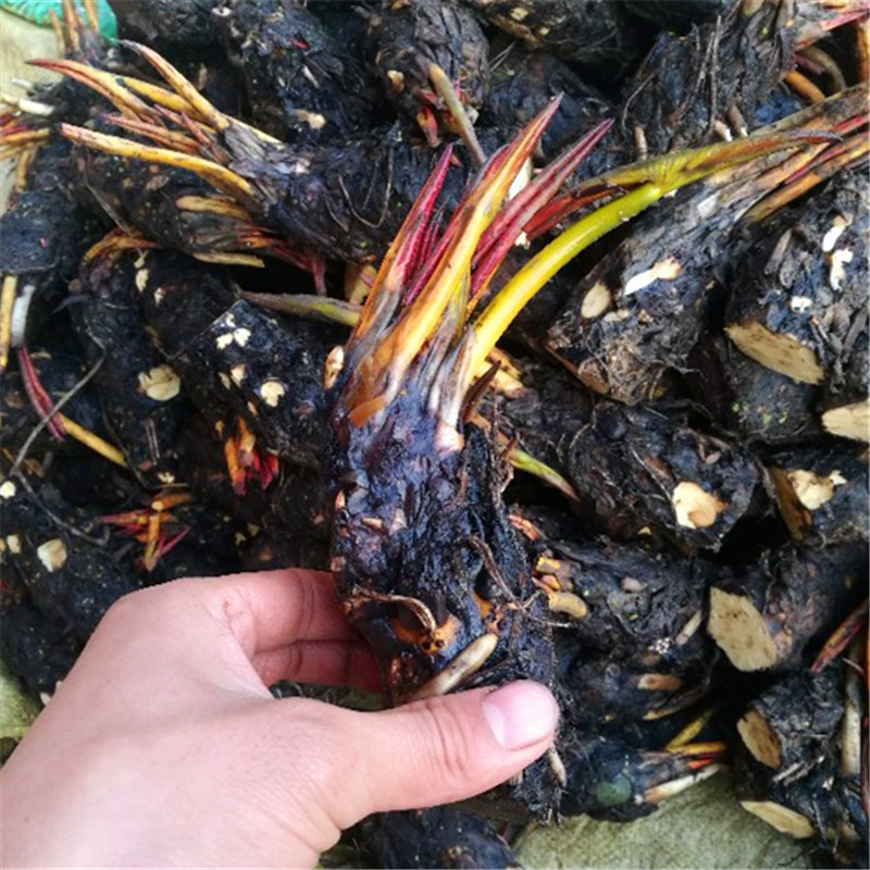花园植物价格历史查询|花园植物价格历史