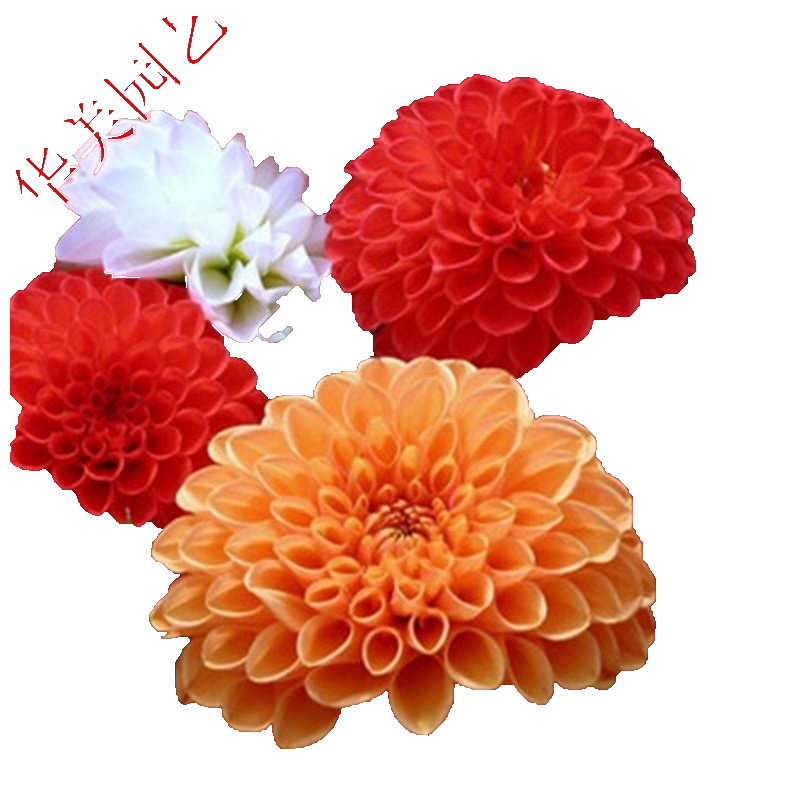 买手机划算吗？|手机价格走势分析|花草林木类低价历史查询