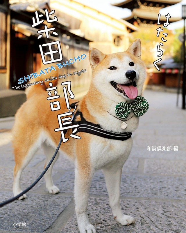 现货【深图日文】はたらく柴田部長 柴犬写真集 工作的柴犬部长 和詩