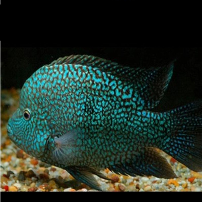 活体观赏鱼绿巨人凶猛鱼淡水龙鱼鹦鹉发财鱼金龙银龙鱼 18-20公分