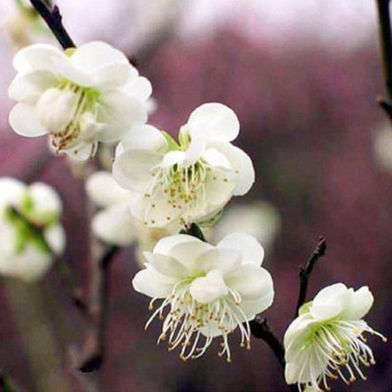 苗美人梅腊嫁接梅花树苗庭院盆栽绿植花卉耐寒植物 白梅 十五年老根
