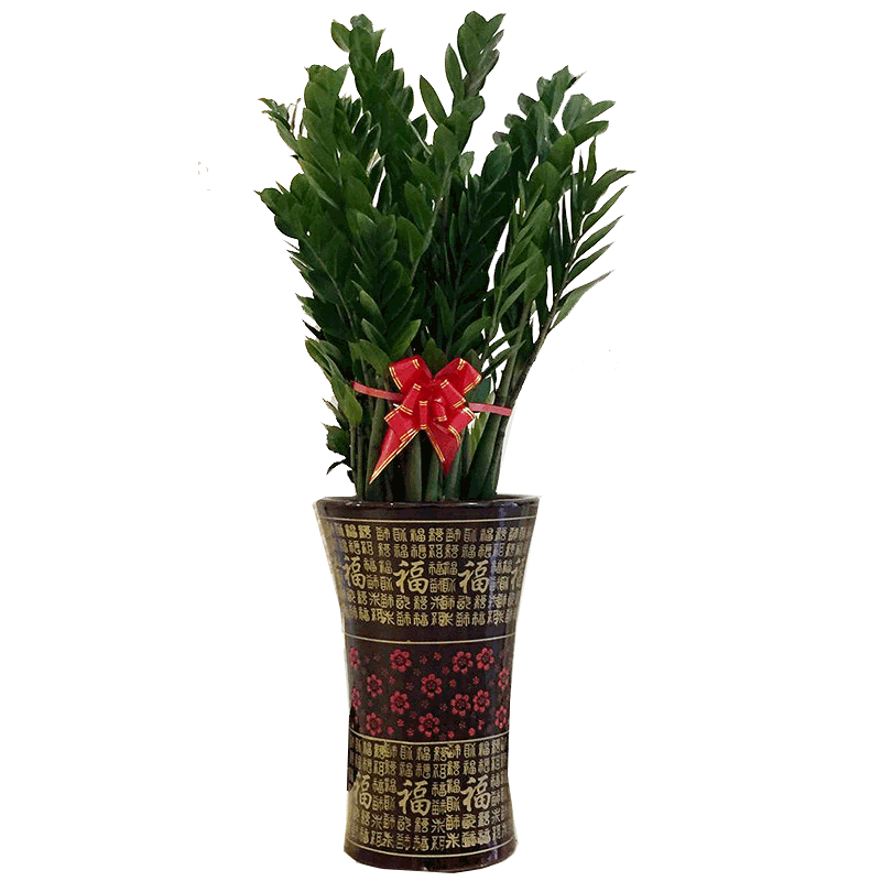 芙洛拉花园大型绿植价格走势及销量趋势,五星推荐!