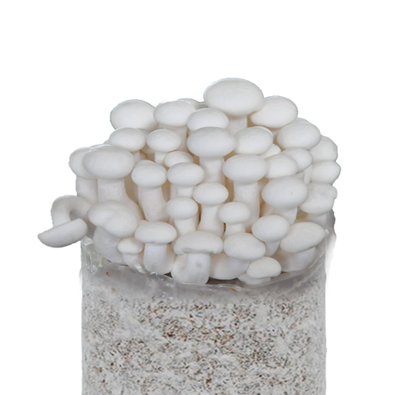 白玉菇蘑菇菌包食用菌多肉植物蘑菇菌种家庭蘑菇种植菌包 白玉菇袋装