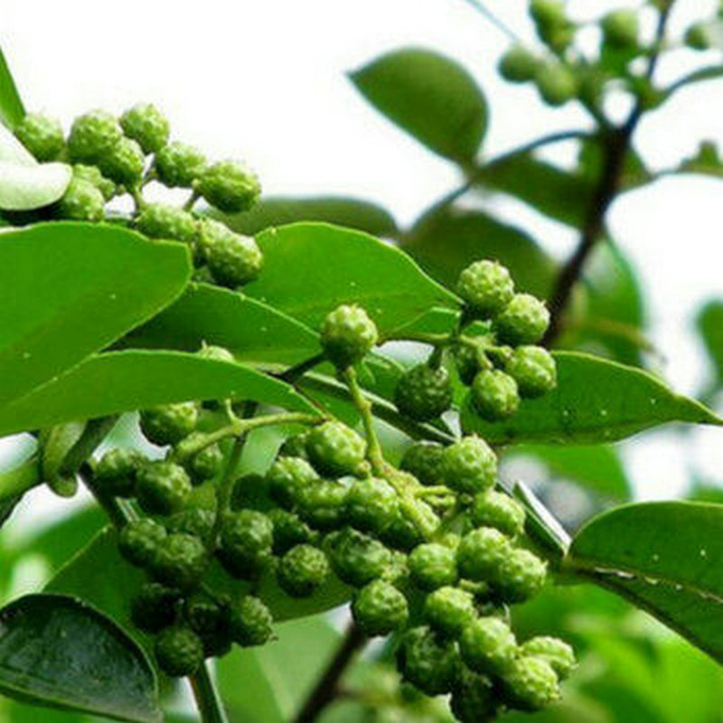 花椒树苗 嫁接花椒苗 庭院阳台盆栽地栽果树苗南北方种植苗木 藤椒