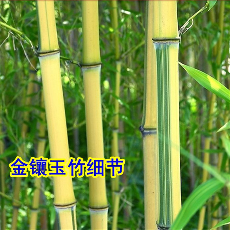 周大闯竹子苗庭院绿化隔离笆四季常青竹紫竹苗金镶玉罗汉竹室内盆栽