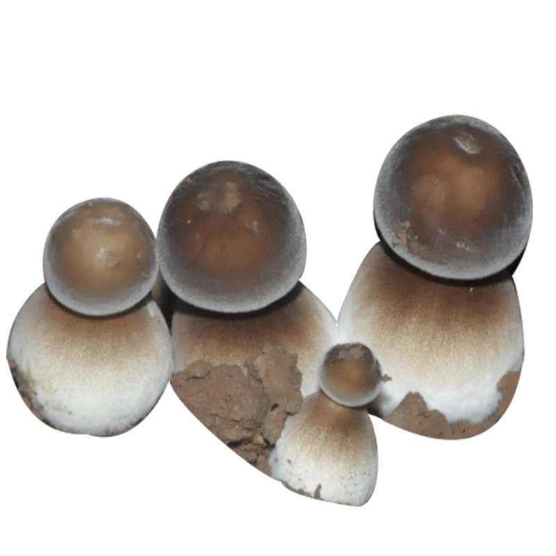 看多肉植物价格走势的软件|多肉植物价格走势图