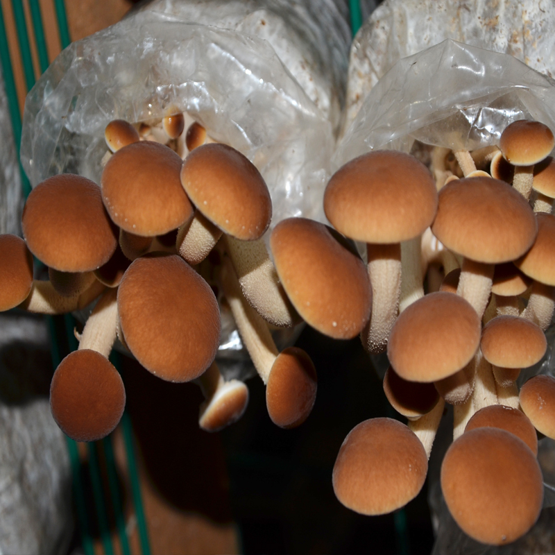 食用菌种蘑菇菌包桶装袋装蘑菇菌棒家庭阳台蘑菇种植菌包 茶树菇袋装