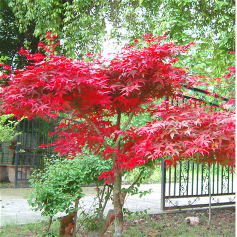红枫树苗庭院绿化盆栽绿植花卉树苗 日本红枫盆景中苗