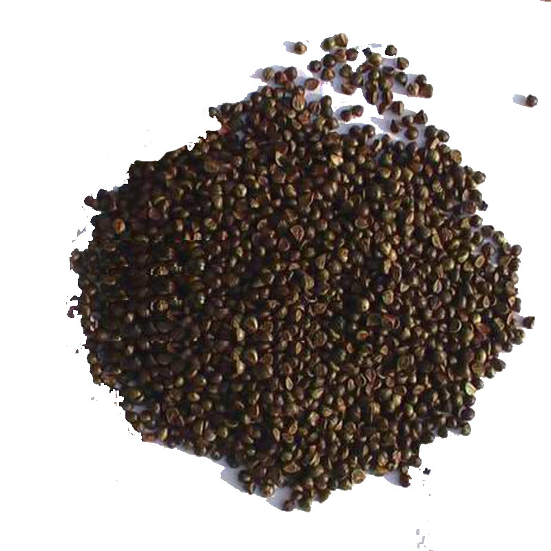 一播大地(正常发货) 爬山虎种子马兰种子鸢尾种子 爬山虎种子100克