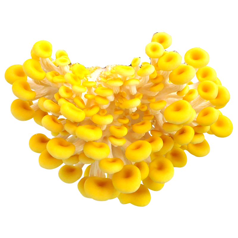 查多肉植物商品历史价格走势|多肉植物价格走势图