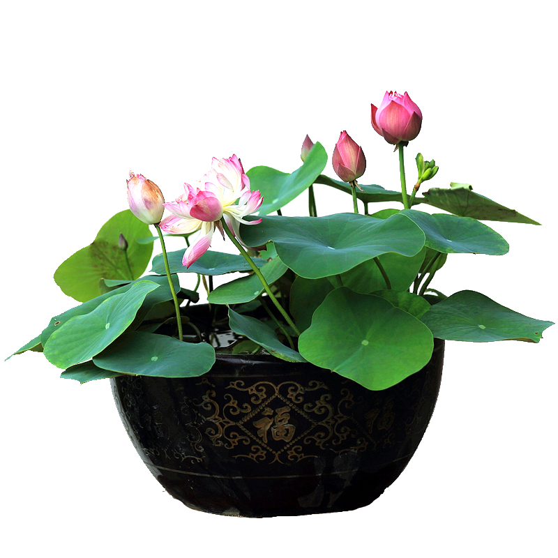 查看京东花草林木种子历史价格|花草林木种子价格历史