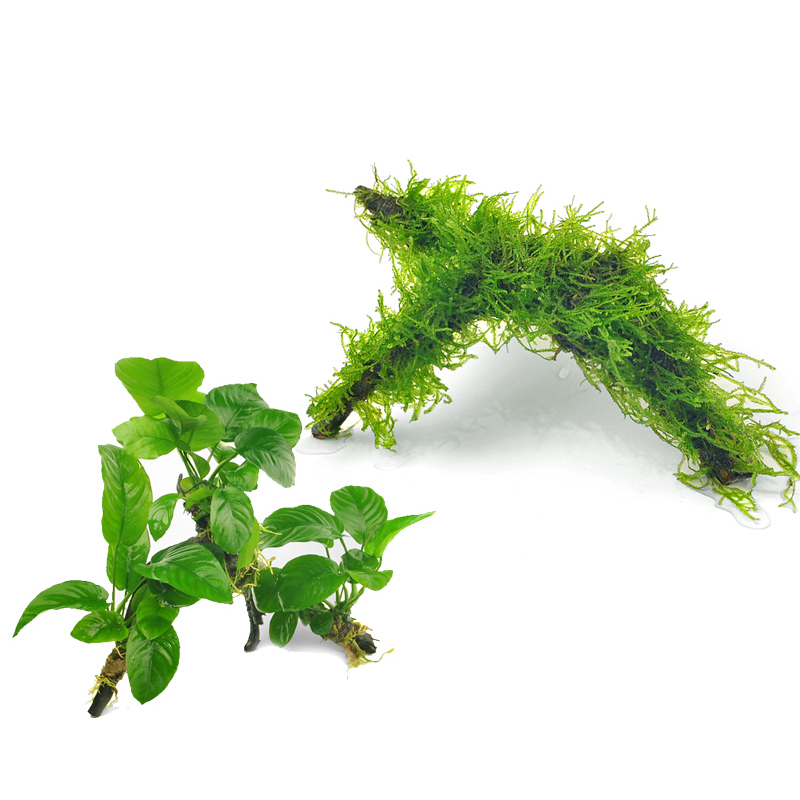 造景沉木水草沉木水榕沉木莫斯活体水草莫丝树成品热带鱼缸装饰天然活体成品莫斯树玩家宝贝鱼缸装饰凤尾苔 虎窝购