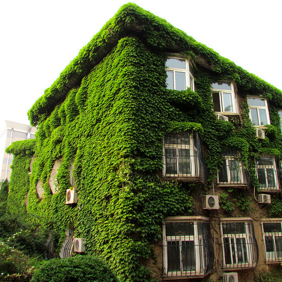 攀援爬藤植物美国五叶地锦苗子