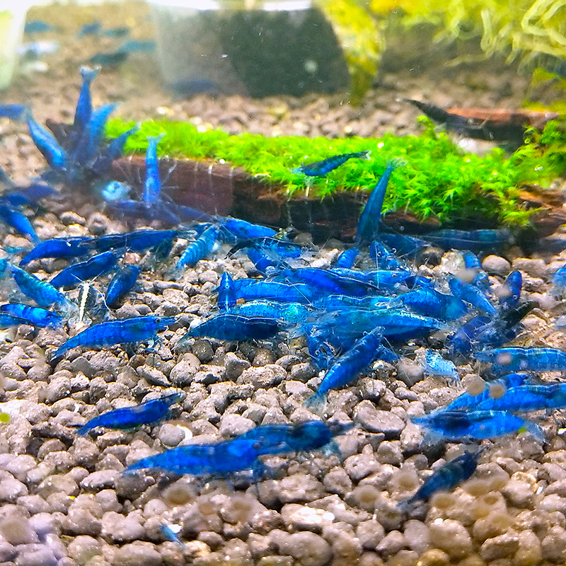 虾清洁虾草缸除藻虾工具虾淡水虾观赏虾运输包损 蓝丝绒虾一只1cm左右