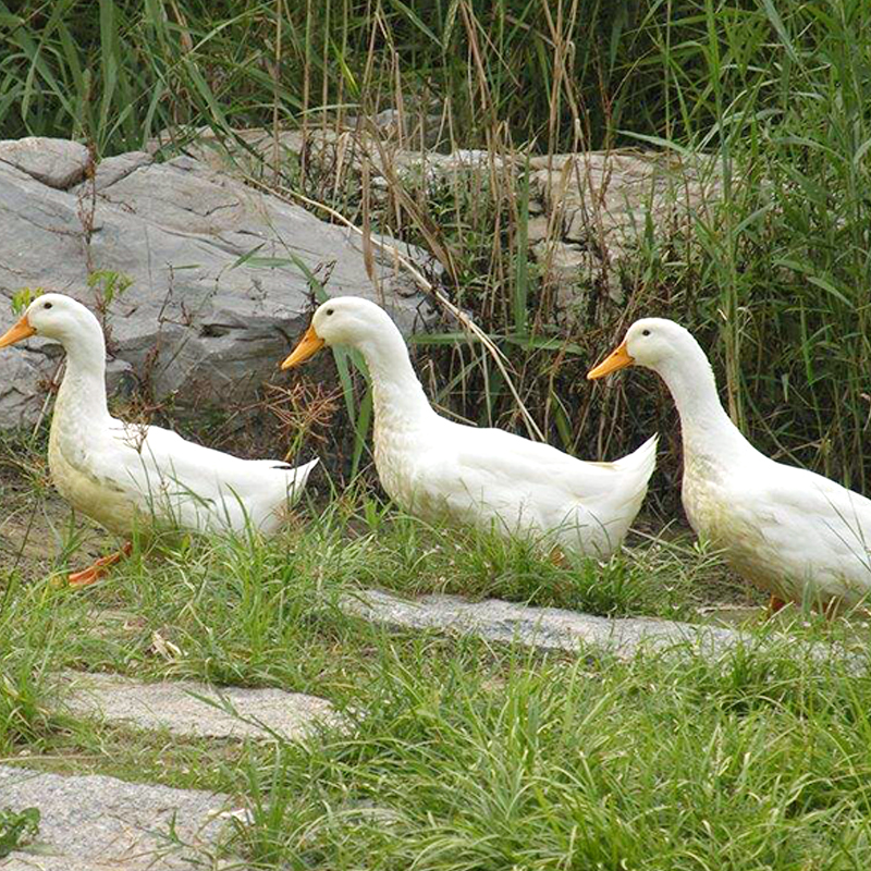 对面小城散养大白鸭