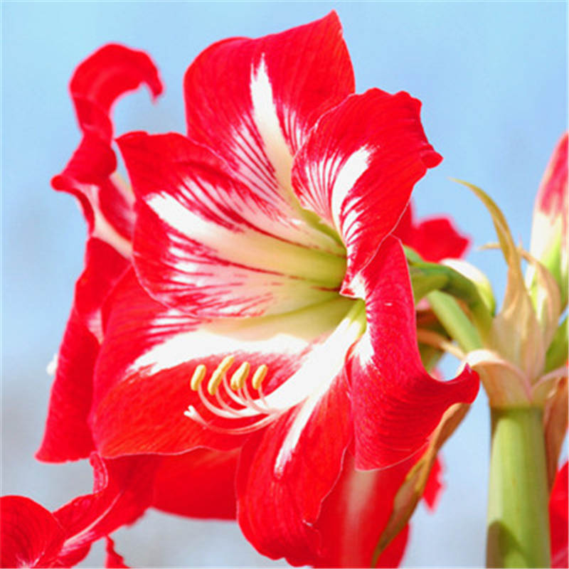 雅卉 荷兰进口朱顶红 奇趣植物洋水仙种球套装花卉绿植盆栽室内 天赋