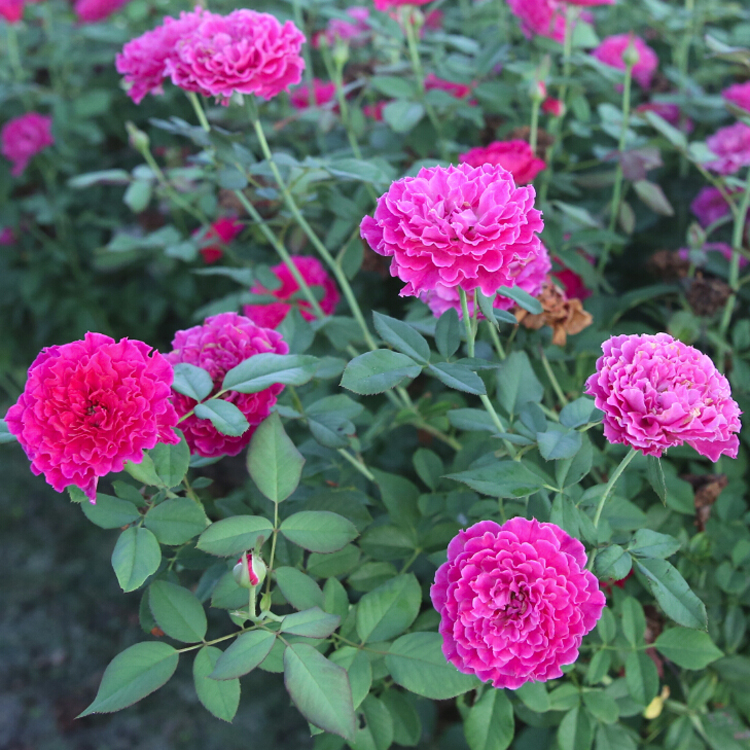 大花浓香四季开花不断草药月季玫瑰花苗阳台 扦插小苗 不含盆