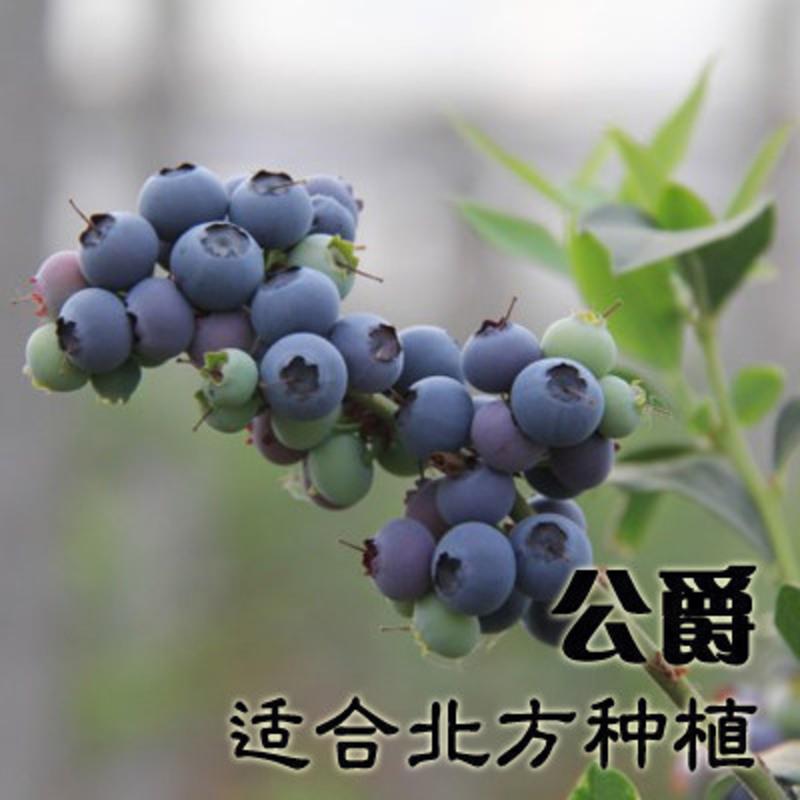 盆栽庭院带果室内南北方种植当年结果盆栽地栽蓝莓苗 公爵蓝莓 8年苗