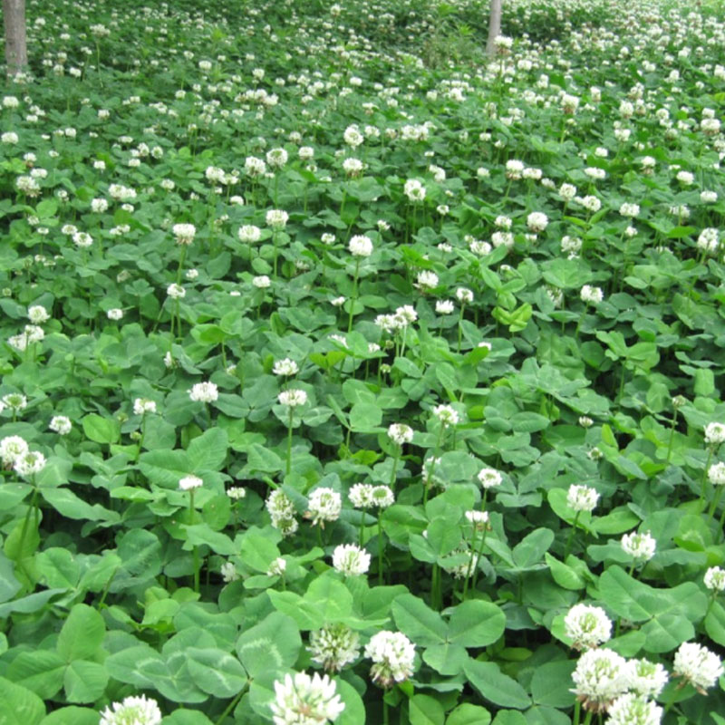 一播大地 正常发货 白三叶草种子纯净度99 草坪种子公园小区绿化白花三叶种子绿肥种子白三叶高纯净种子25kg 虎窝购 一播大地 正常发货 白三叶草种子纯净度99 草坪种子公园小区绿化白花三叶种子绿肥种子白三叶高纯净种子25kg 虎窝购