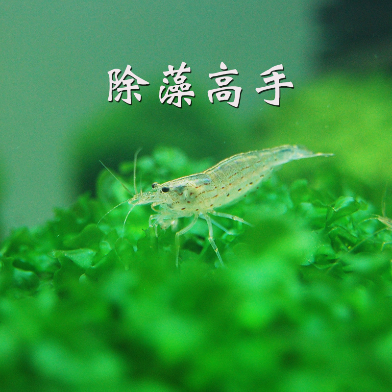 听白阁观赏虾活体鱼缸工具虾除藻大和藻虾水族活体鱼缸水族箱水草缸除