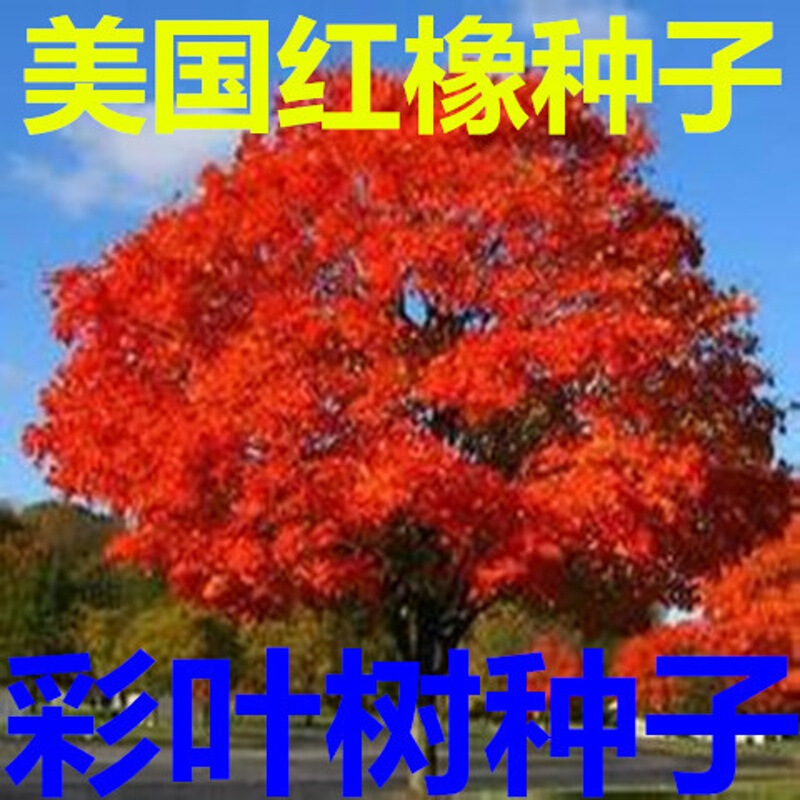 香葶苑美国红橡树种子 速生红栎种子半斤