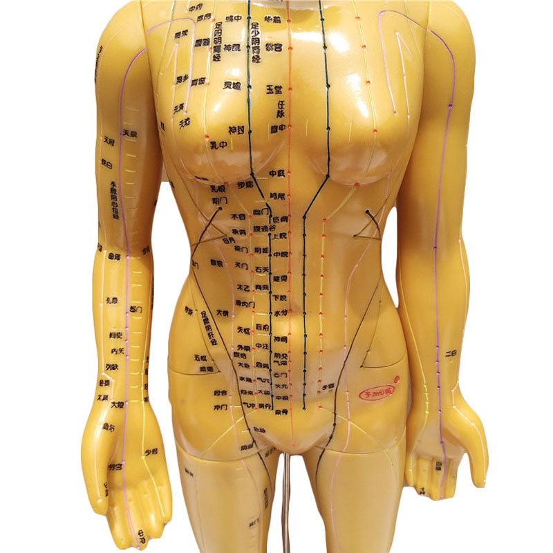 经络穴位图教学清晰高清刻字小人男模女模医用全身铜人针灸经络模型