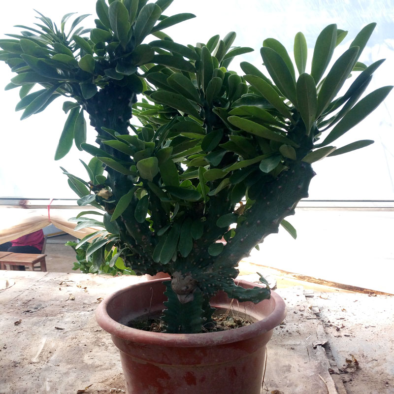 昊兰诺麒麟掌 客厅绿植花卉盆栽玉麒麟彩春风 迷你仙人多肉植物 玉