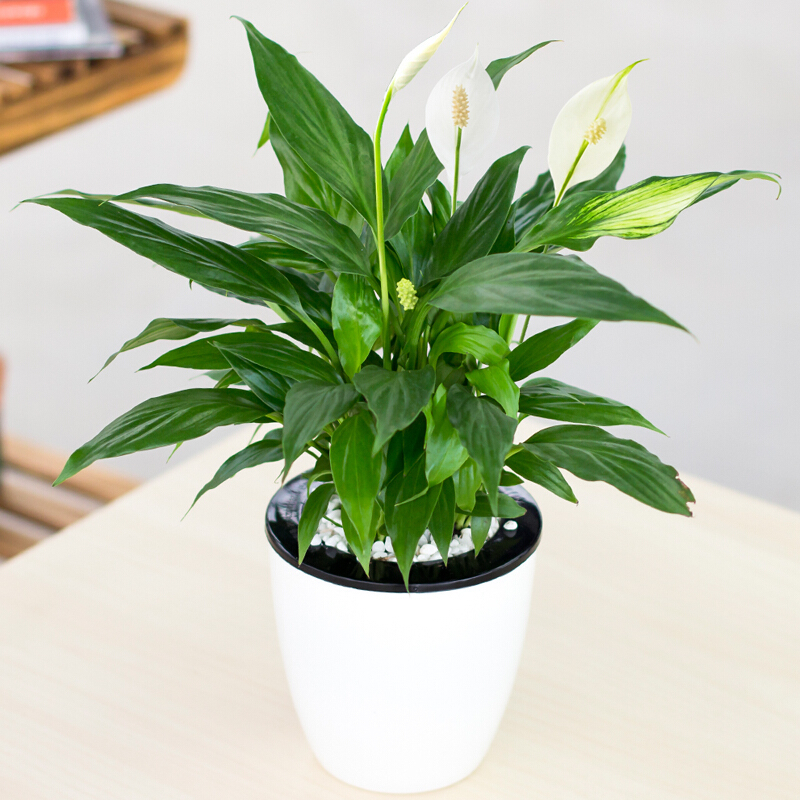 盆栽水培植物盆栽室内办公室盆景绿植 白掌(气质)