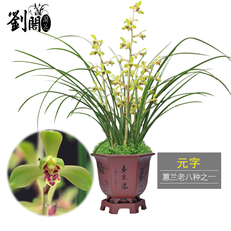 劉閣蘭花带花苞蕙兰老八种大集合珍贵铭品室内阳台绿植花卉盆栽 元字2