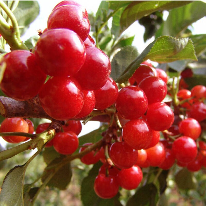 樱桃树苗车厘子苗乌克兰大樱桃果树苗嫁接苗南方北方种植水果樱桃苗